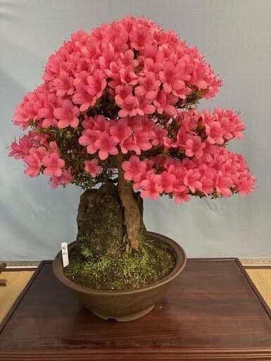 さつきの花