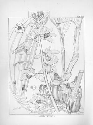 明治時代の画工が描いた植物画