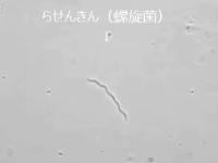 細菌類螺旋菌